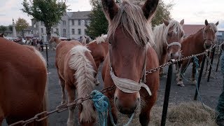 À la Foire aux chevaux de Fay sur Lignon 20 octobre 2017 [upl. by Myrtie]