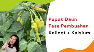 Pupuk Kalinet Cair  Kalsium Pupuk Daun Masa Pembuahan [upl. by Kenta]