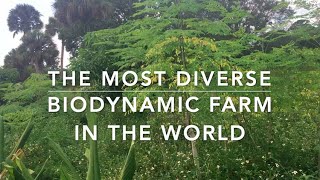 Most diverse certified biodynamic organic farm in the world Frog Valley Farm in South Florida [upl. by Bibby]