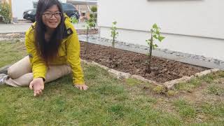 DIY Beerenbeet anlegenAnfängerRasen in Beet umwandelnAus Rasenfläche wird ein BeerenbeetGarten [upl. by Horgan]