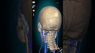 Vestibular disorders and arterial brain supply venous brain drainage and the Nervous system [upl. by Anaitsirc]