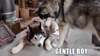 Husky Being Gentle With Best Friend After Surgery [upl. by Mushro]