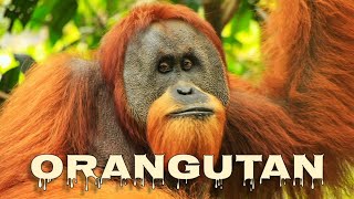 Orangutan sounds [upl. by Dosi56]