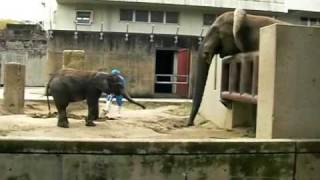 媛ちゃん2歳、アフリカゾウPart1Hime1 2 years old african elephant [upl. by Zennie275]