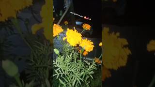 Marigold 🏵️✨ marigoldsongmusictamilsongviralvideoflowersgardenplantsseedsgardenflowerstips [upl. by Grefer]