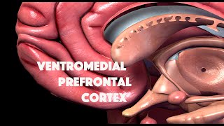 Ventromedial Prefrontal Cortex [upl. by Yhtomot173]