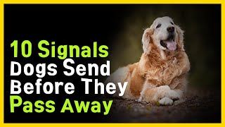 10 Signs of Farewell Signals Sent by Dogs Before They Pass Away [upl. by Eceinej]