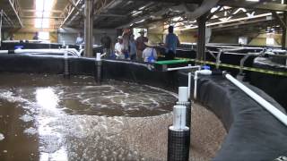 Fellsmere Shrimp Farm Grand Opening [upl. by Drofnelg583]