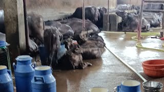 Rangrezz Dairy Farm is live [upl. by Rubina444]