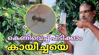 Pheromone Trap for Insects  കെണിവെച്ച് കായീച്ചകളെ തുരത്താം [upl. by Ayanat]