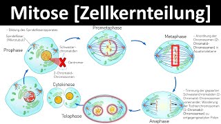 Mitose Zellkernteilung  Prophase Metaphase Anaphase Telophase 26  Biologie Oberstufe [upl. by Purcell]