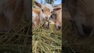 Cant Handle This Cuteness Overload Baby Goats Being Adorable [upl. by Gil864]