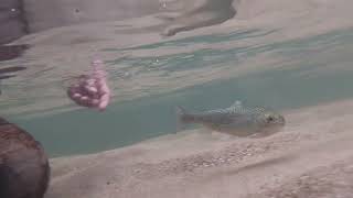 Trout Fishing the West Fork of the Chattooga River [upl. by Selhorst295]