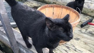 Meet the Cats of Tangier Island [upl. by Oirretna88]