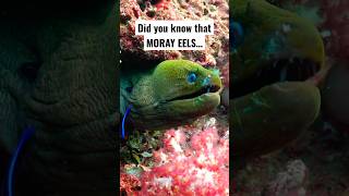 Did you know that MORAY EELS… didyouknow [upl. by Diane]