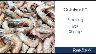 OctoFrost™ Freezing IQF Raw amp Cooked Shrimp [upl. by Narag]