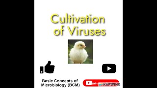 Cultivation of viruses  Virus cultivation methods Chick embryo technique I Animal inoculation [upl. by Karilla]