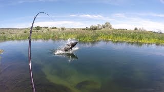 Sight Fishing for Monster Sturgeon in a tiny Creek  Pt 2 [upl. by Morrison957]