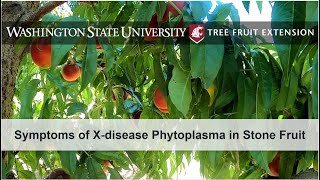 Symptoms of Xdisease Phytoplasma in Stone Fruit [upl. by Nylatsyrc121]