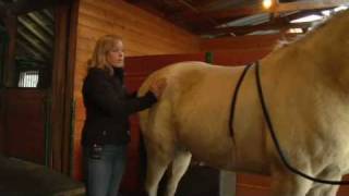 Equine Chiropractic Treatment The Pelvis [upl. by Etak]