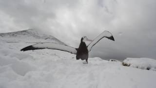 Wandering albatross chick tests its wings [upl. by Hsaka]