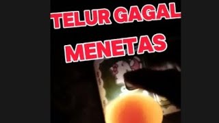 telur tidak fertil telur tdk bisa menetas [upl. by Dasi]