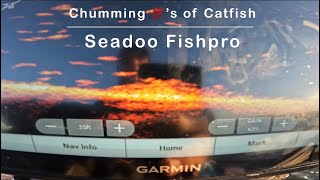 Chumming for Catfish with a Seadoo Fishpro jetskifishing viralvideo fish [upl. by Ahsiekrats630]