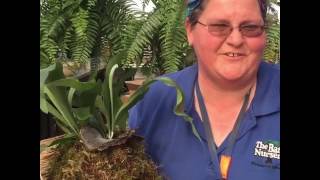 Staghorn Fern Watering Tips [upl. by Ghiselin]