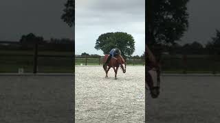 Schatje❤️❤️  Het ging zo goed vandaag  capcut horse edit fy gabi pookie capcutedit [upl. by Zusman]