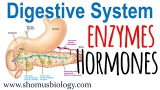 Digestive enzymes and hormones [upl. by Ecinhoj]