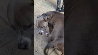 Friendly pitbull bigdog happydogs doglover insight shortvideo [upl. by Gierc853]