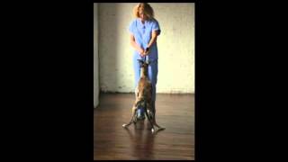 Video 33 Dog Physical Therapy Walking Backwards [upl. by Ybbor253]