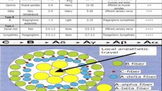 Local Anesthesia Differential Blockade through a typical nerve organization [upl. by Erme]