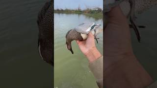 Garganey drake Duck Hunting 2024 duckhunting tealovers trending [upl. by Llerdna]