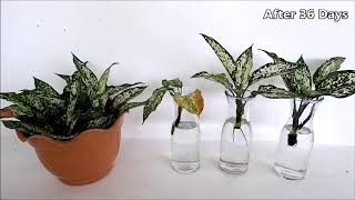 How to Propagate Aglaonema Snow White from Cuttings in Water and Soil Chinese Evergreen Cuttings [upl. by Lana]