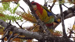 Eastern Rosella Singing I Eastern Rosella Call I Australian Native Bird [upl. by Claybourne]