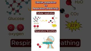 Cellular respiration Vs Respiration 🌬️🧬 cellularrespiration shorts ytshorts [upl. by Berne]