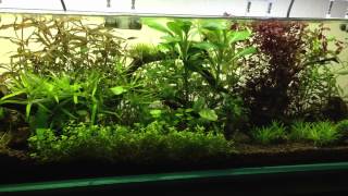 12 Gallon High Light Crystal Red Shrimp Tank Heavily Planted [upl. by Noiz860]