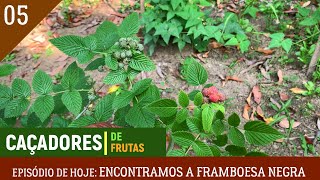 Caçadores de Frutas  Episódio 5  Encontramos a Framboesa Negra  Temporada 3  Web Série [upl. by Eahsan]