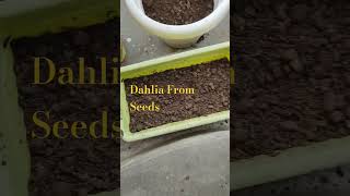 How to Grow Dahlia from SeedsBeejwalacomMix Dahliashortsdahlia trendingshorts [upl. by Tarsus]