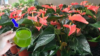 Just 1 cup for any Anthurium ensures flowers stay fresh all season  Natural Fertilizer [upl. by Dragoon14]