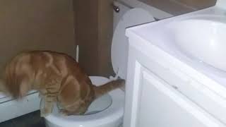 My cat using the toilet [upl. by Veronika]