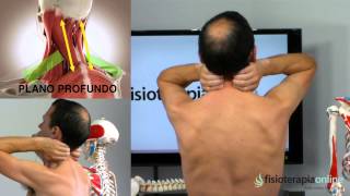 Tratamiento dolor en el cuello y los hombros  Fisioterapia Bilbao [upl. by Scully]