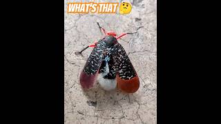 Whats that insect can you recognise 🤔ytshorts youtubeshorts pets insects newyoutuber [upl. by Halland]