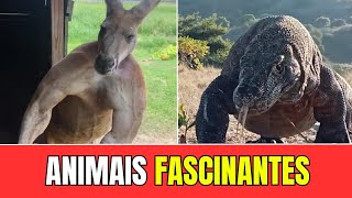 Os 4 Animais Mais Fascinantes do Mundo Curiosidades Incríveis [upl. by Enidlarej]