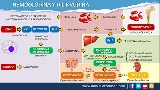 METABOLISMO DE LA HEMOGLOBINA Y BILIRRUBINA [upl. by Zack]