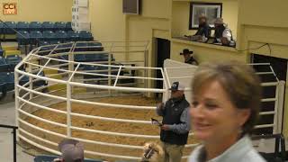 Lane Angus Farms Bull and Female Sale Rocky Mount NC Nov 2023Nov10140009 [upl. by Leuqcar]