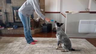 Australian Cattle dog 5 months training and tricks [upl. by Frida]