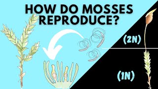 Learn How Mosses Reproduce  Bryophyta Life Cycle [upl. by Aiekat19]