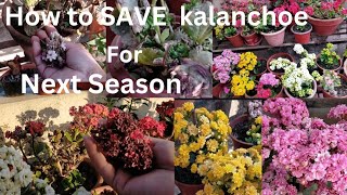 How to Grow and Care Kalanchoe For Next Season  Kalanchoe Plant Care In Nepali [upl. by Yrrehs]